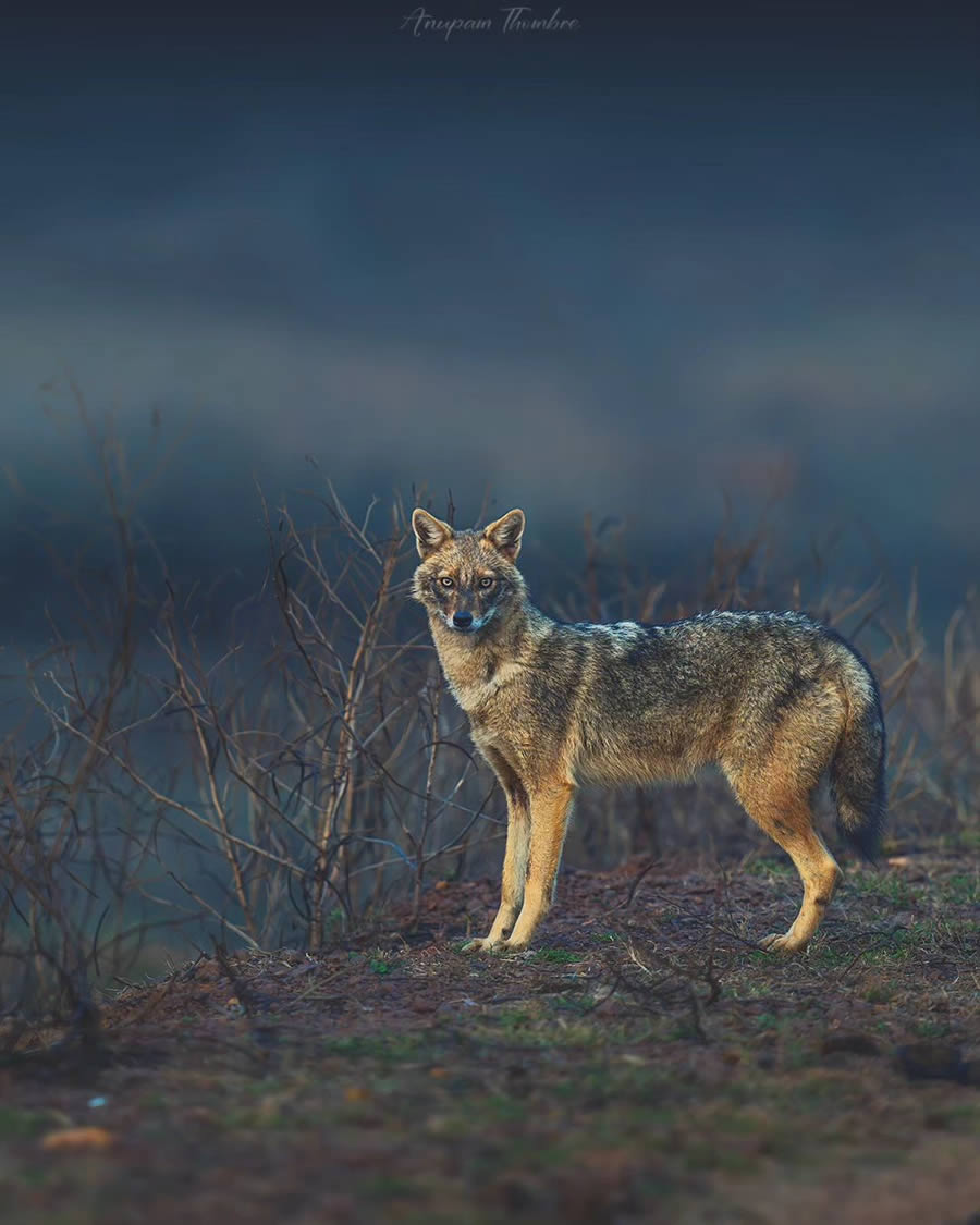 Indian Wildlife Photography By Anupam Thombre