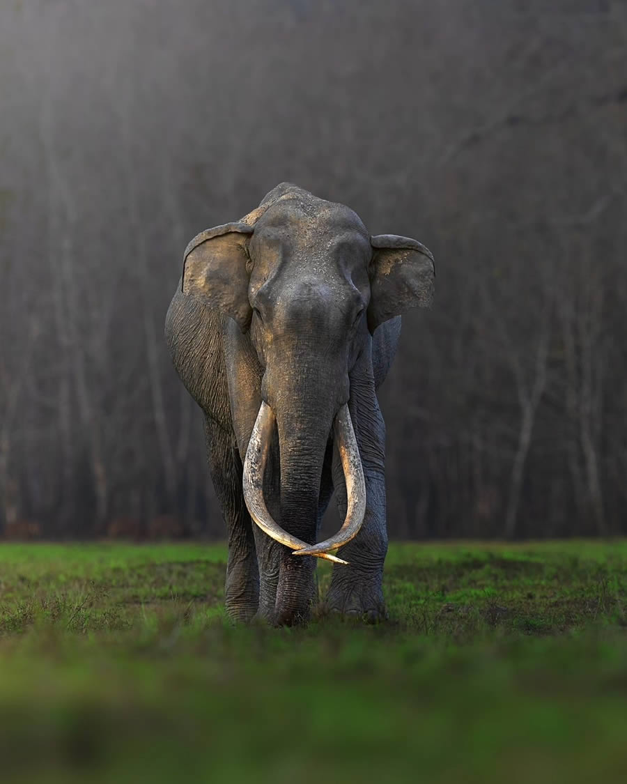 Indian Wildlife Photography By Anupam Thombre