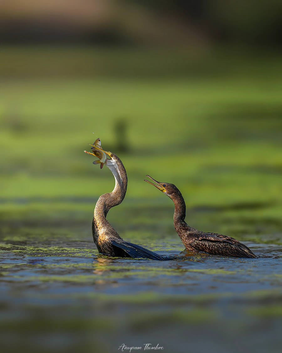 Indian Wildlife Photography By Anupam Thombre