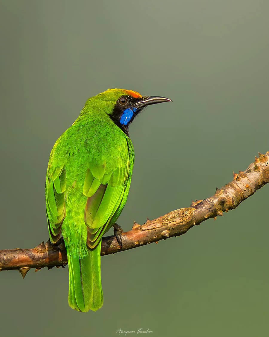 Indian Wildlife Photography By Anupam Thombre