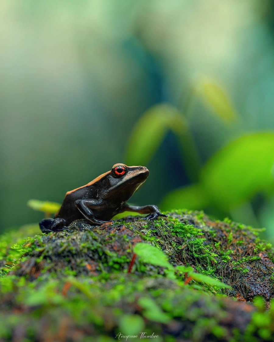 Indian Wildlife Photography By Anupam Thombre