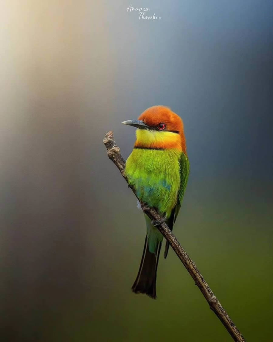 Indian Wildlife Photography By Anupam Thombre