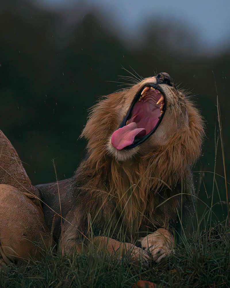 Indian Wildlife Photography By Madhur Nangia