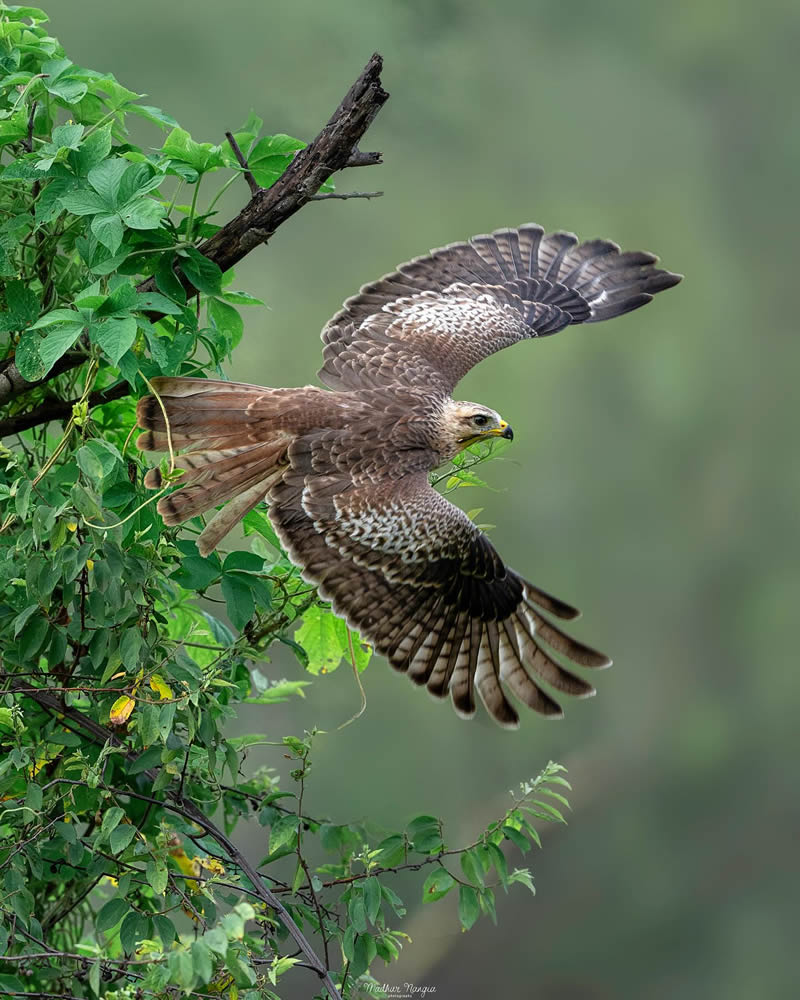 Indian Wildlife Photography By Madhur Nangia