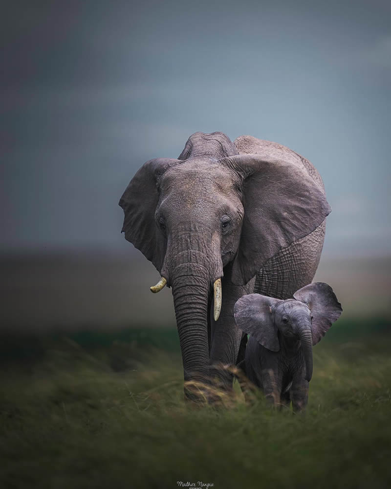 Indian Wildlife Photography By Madhur Nangia