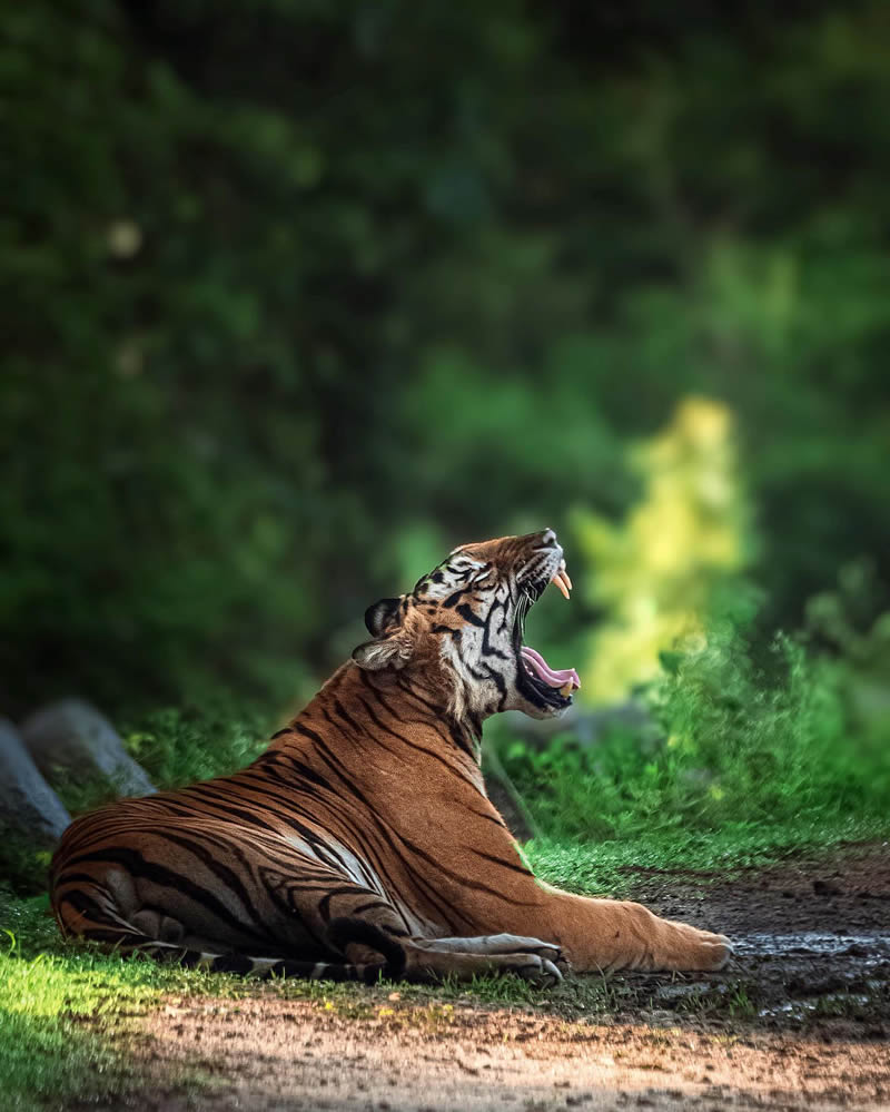 Indian Wildlife Photography By Madhur Nangia