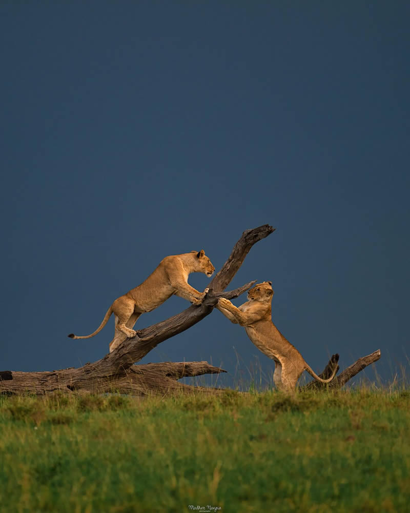 Indian Wildlife Photography By Madhur Nangia