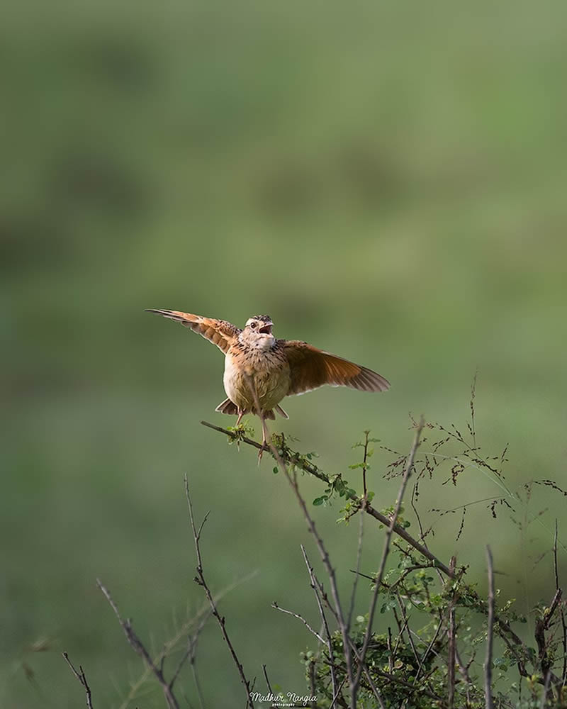 Indian Wildlife Photography By Madhur Nangia