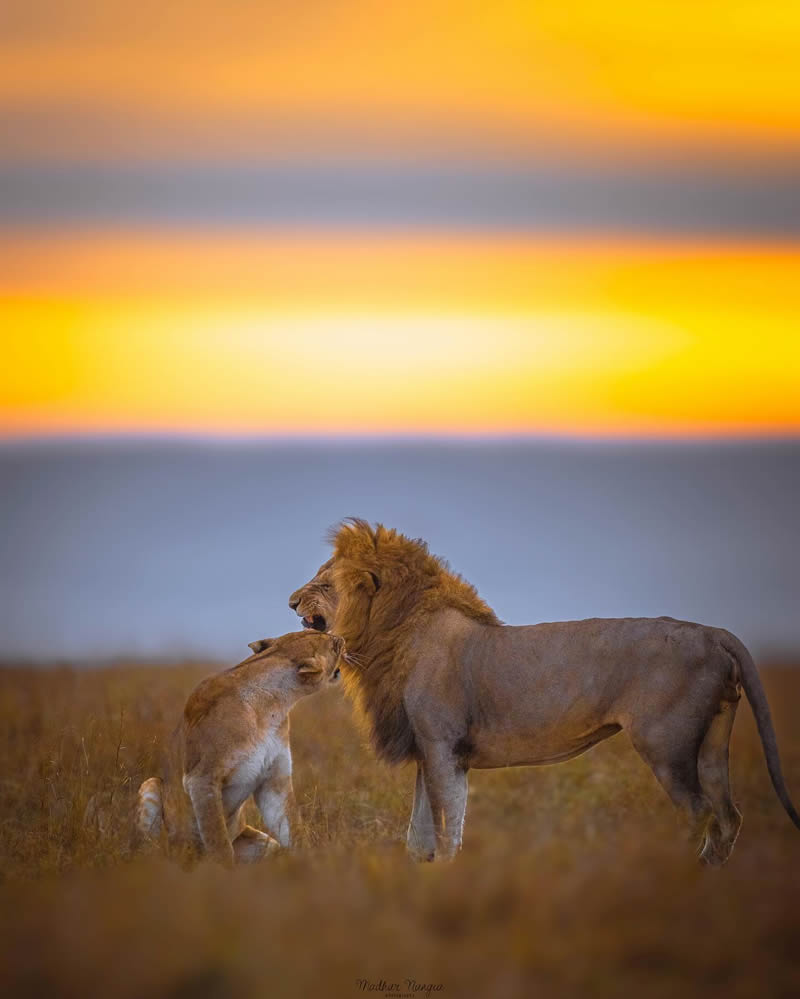 Indian Wildlife Photography By Madhur Nangia