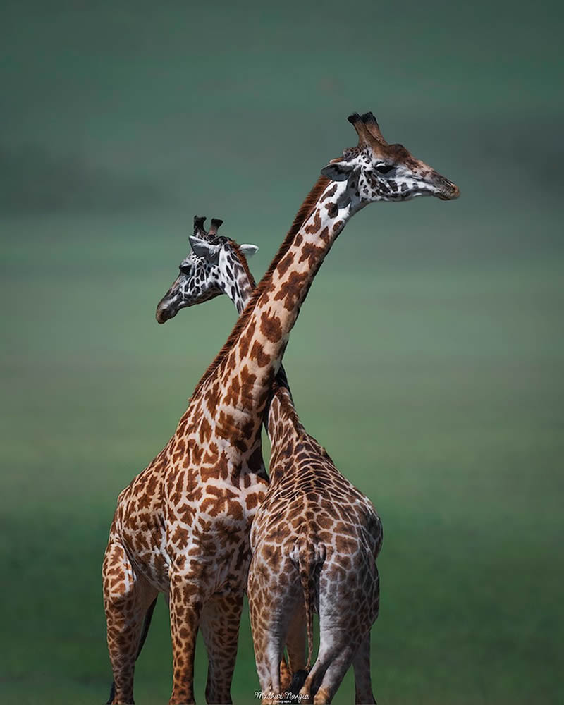 Indian Wildlife Photography By Madhur Nangia