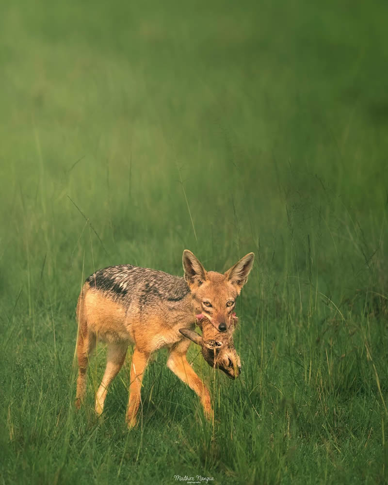 Indian Wildlife Photography By Madhur Nangia