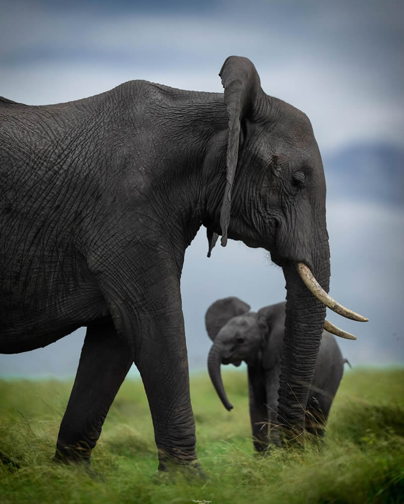 Indian Wildlife Photography By Madhur Nangia