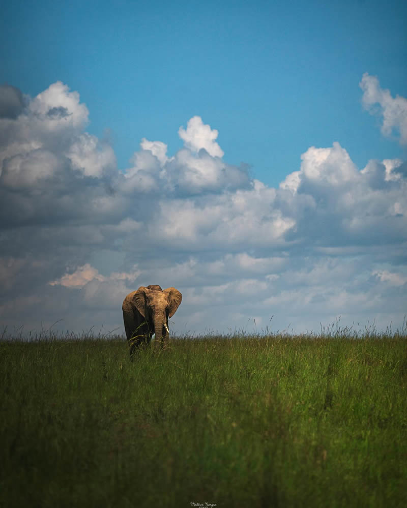 Indian Wildlife Photography By Madhur Nangia