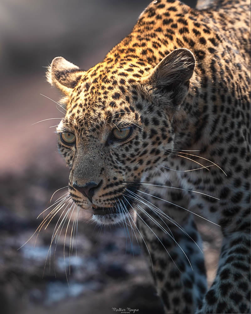 Indian Wildlife Photography By Madhur Nangia