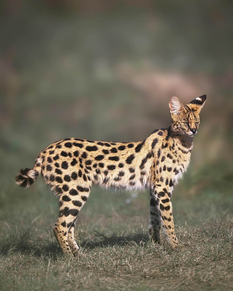 Indian Wildlife Photography By Madhur Nangia