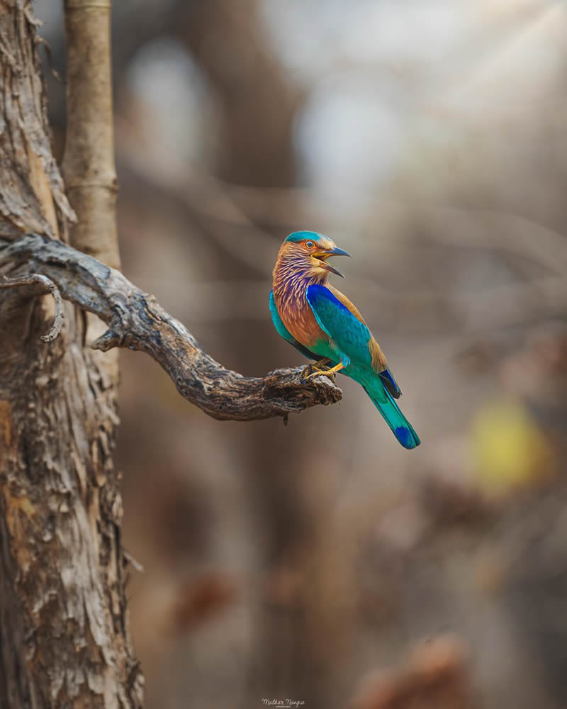 Indian Wildlife Photography By Madhur Nangia