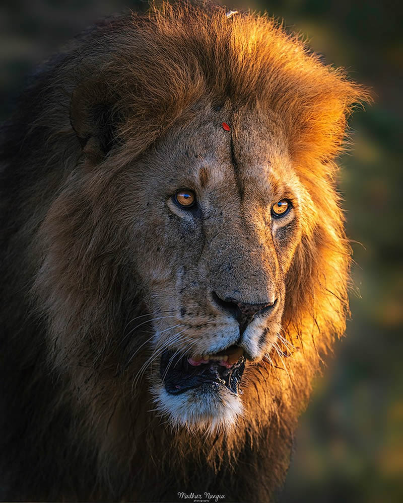 Indian Wildlife Photography By Madhur Nangia