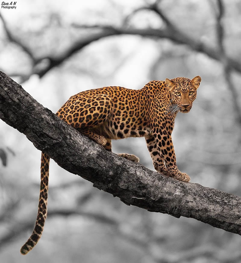 Indian Wildlife Photography By Sivakumar A N