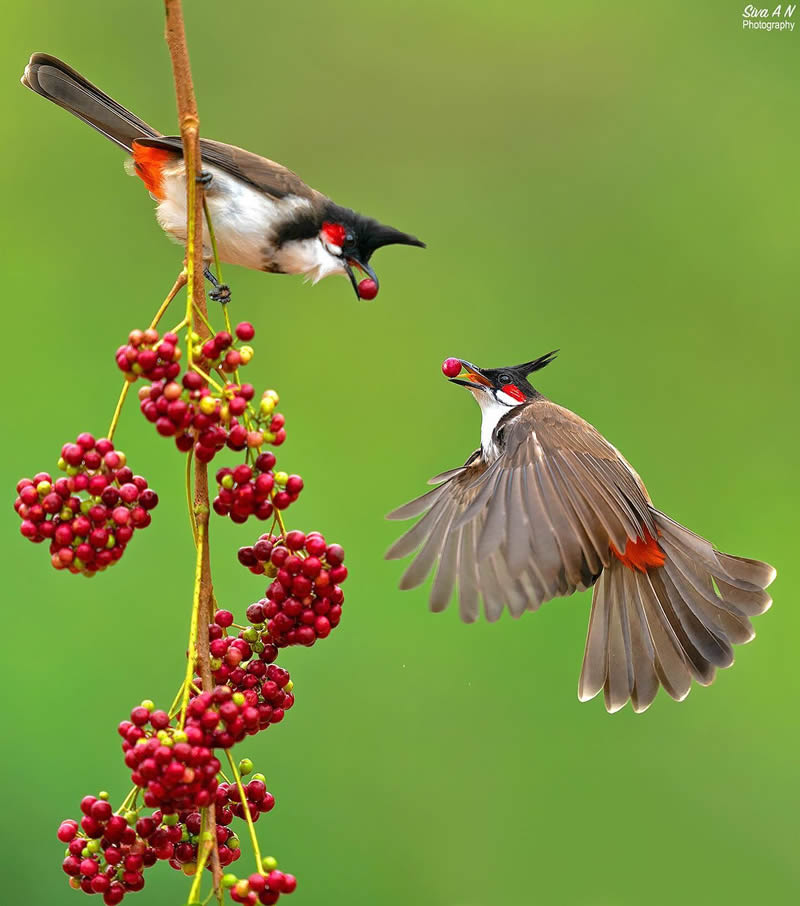 Indian Wildlife Photography By Sivakumar A N