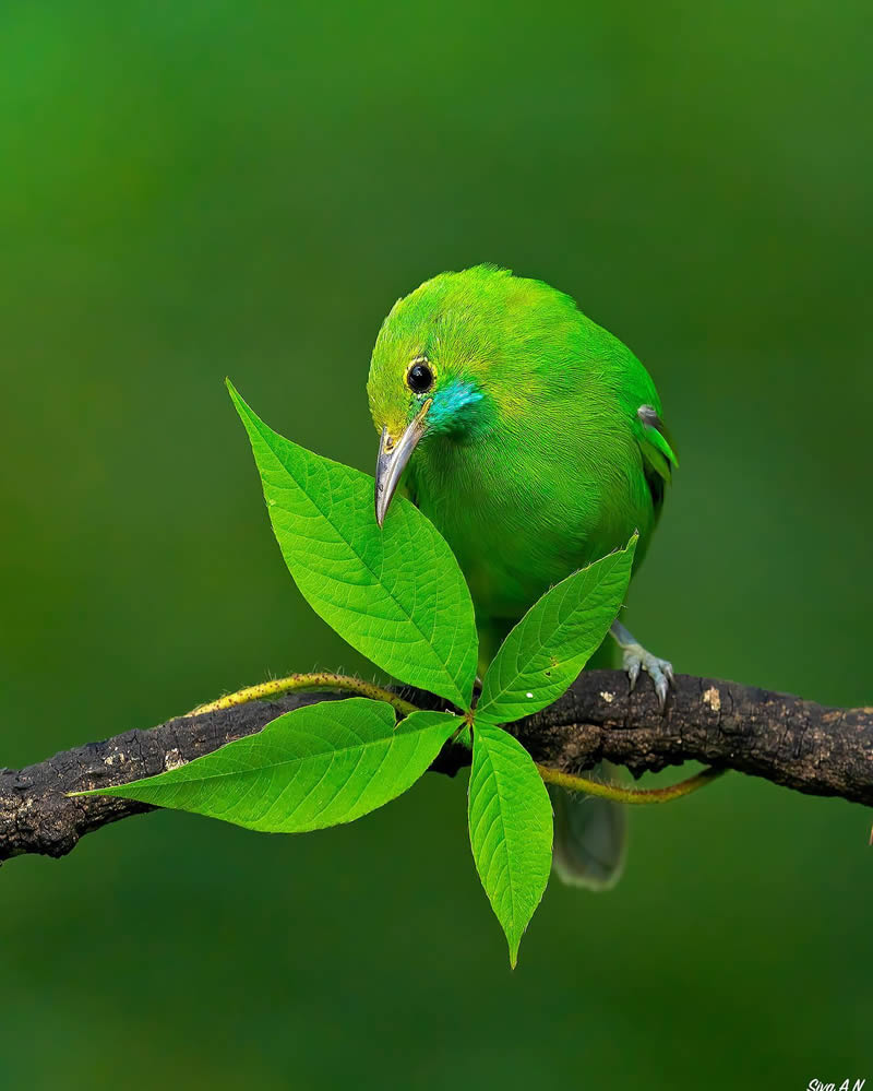 Indian Wildlife Photography By Sivakumar A N