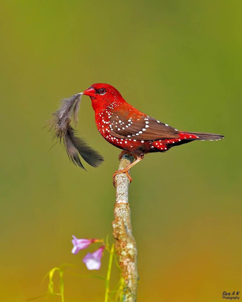 Indian Wildlife Photography By Sivakumar A N