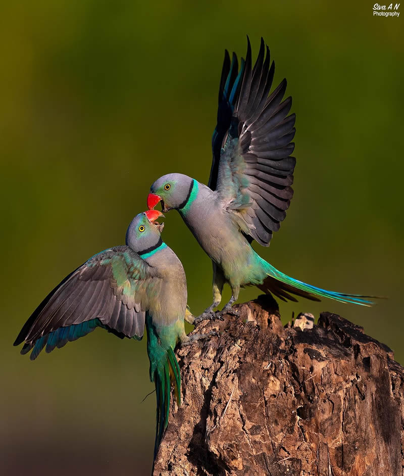 Indian Wildlife Photography By Sivakumar A N