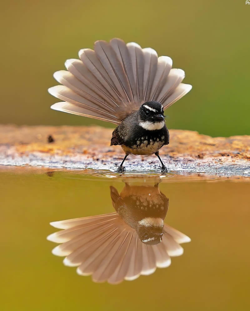 Indian Wildlife Photography By Sivakumar A N