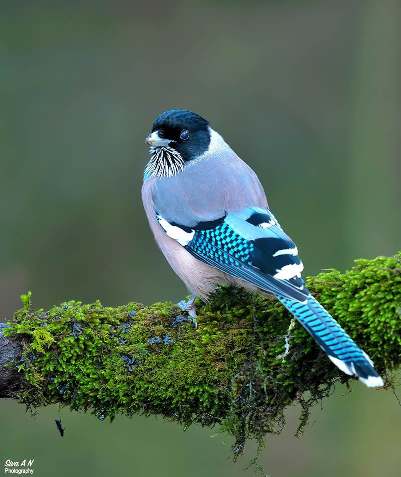 Indian Wildlife Photography By Sivakumar A N