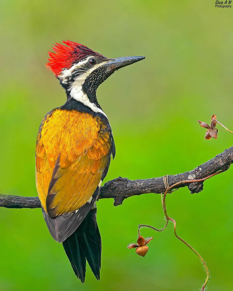 Indian Wildlife Photography By Sivakumar A N