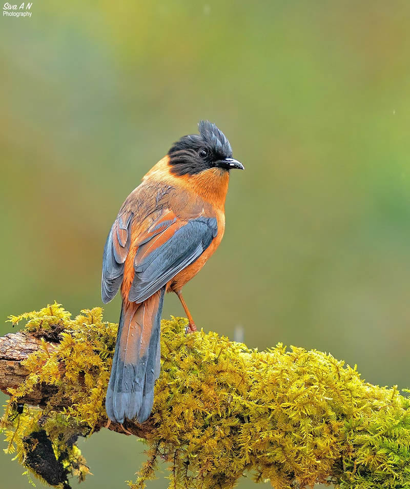 Indian Wildlife Photography By Sivakumar A N