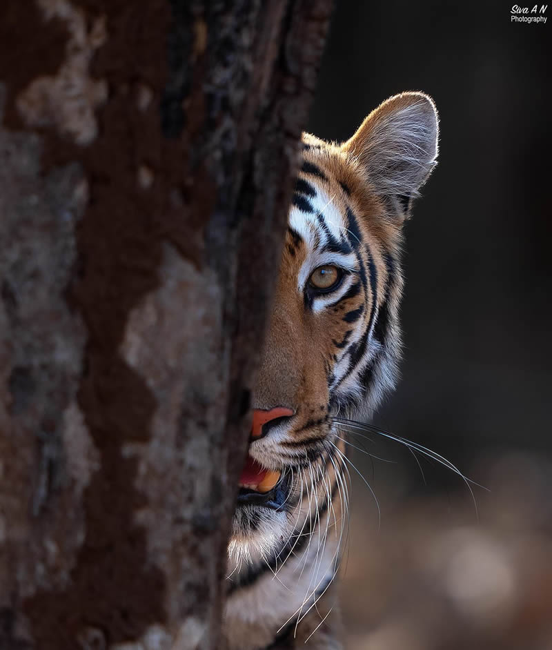 Indian Wildlife Photography By Sivakumar A N