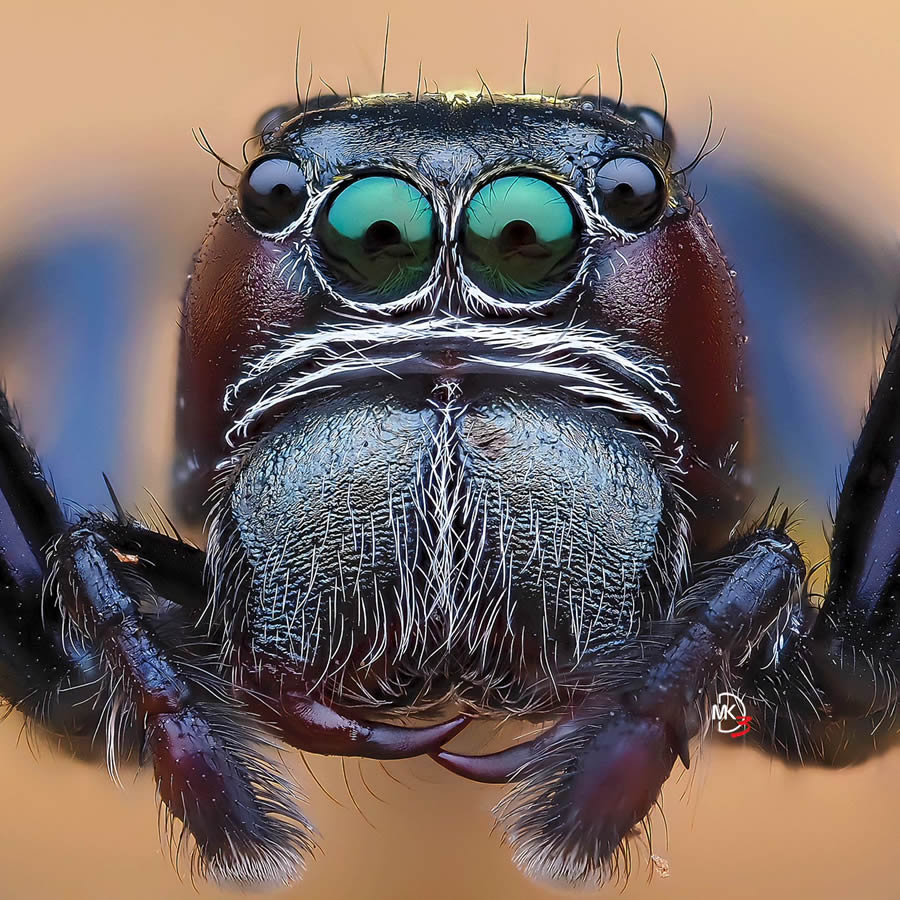 Macro Photos Of Insects By Marcus Kam