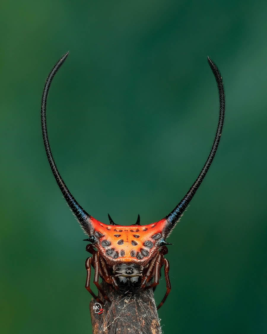 Macro Photos Of Insects By Marcus Kam