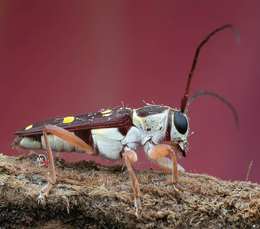 Macro Photos Of Insects By Marcus Kam