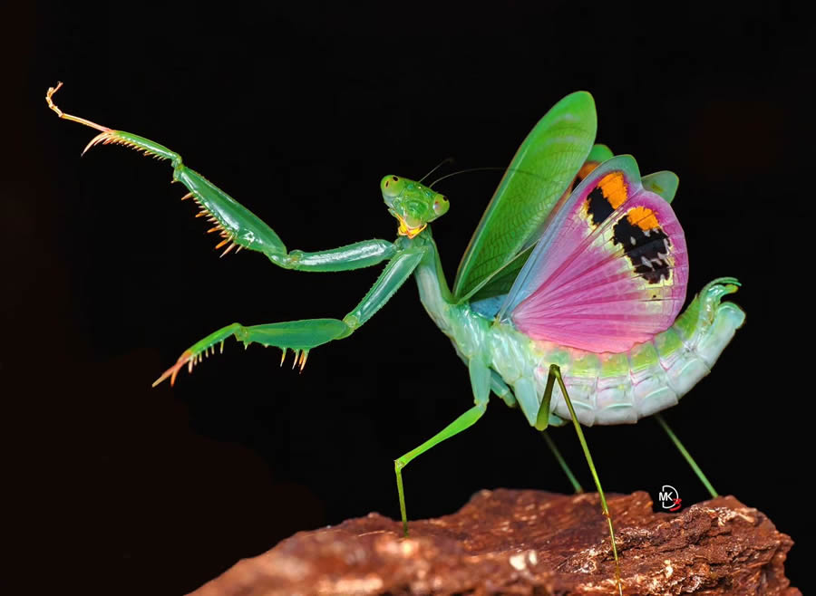 Macro Photos Of Insects By Marcus Kam