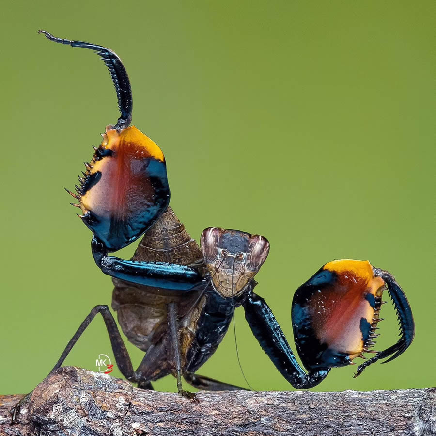 Macro Photos Of Insects By Marcus Kam