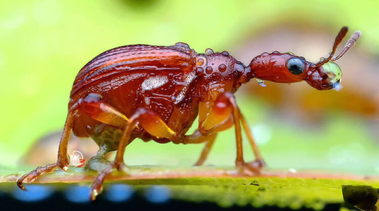 Macro Photos Of Insects By Marcus Kam