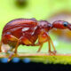 Macro Photos Of Insects By Marcus Kam