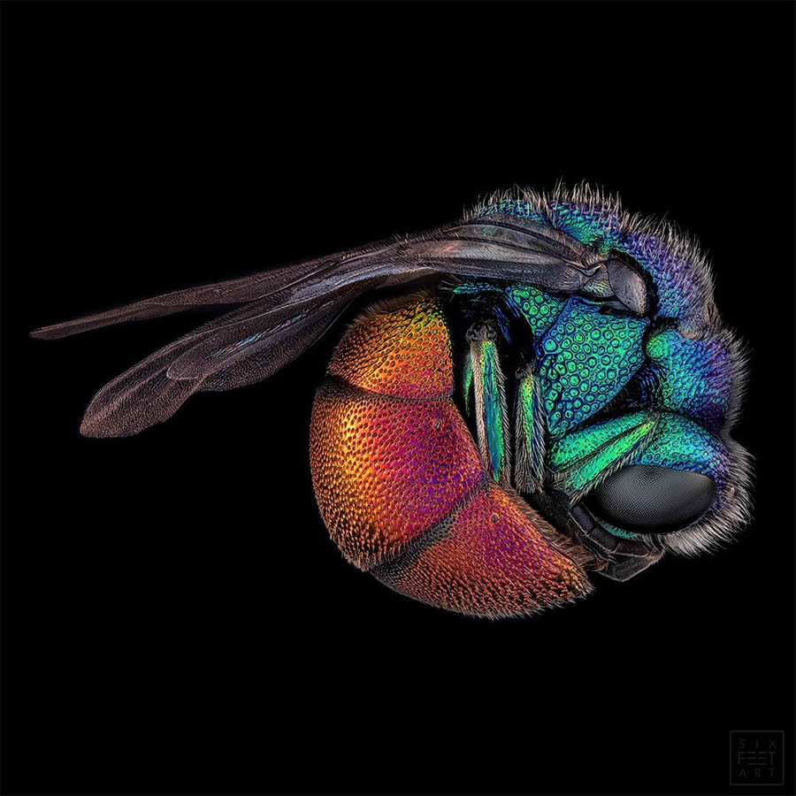 Insects Macro Photography By Thorben Danke