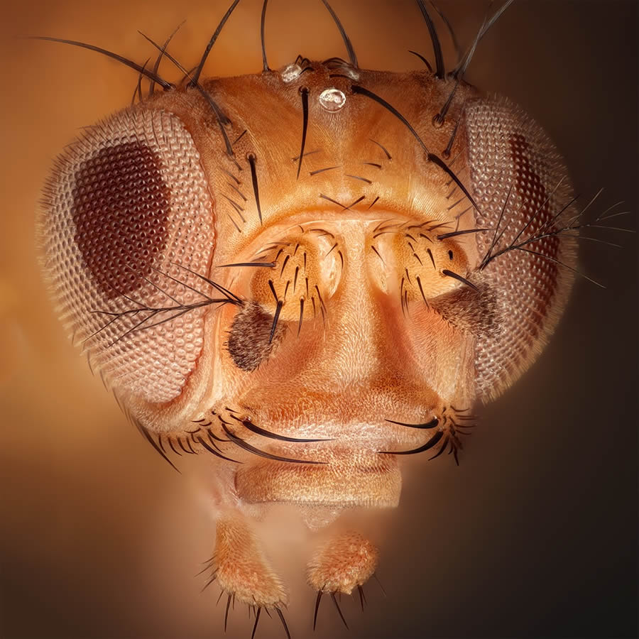 Insects Macro Photography By Thorben Danke