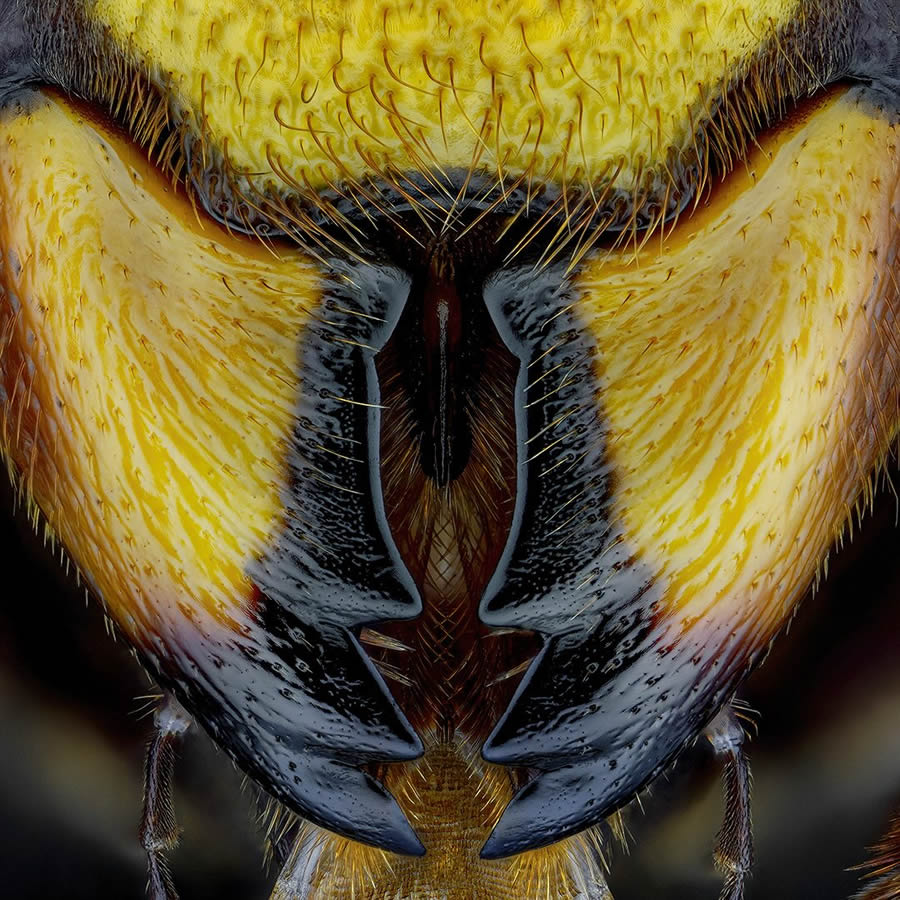 Insects Macro Photography By Thorben Danke