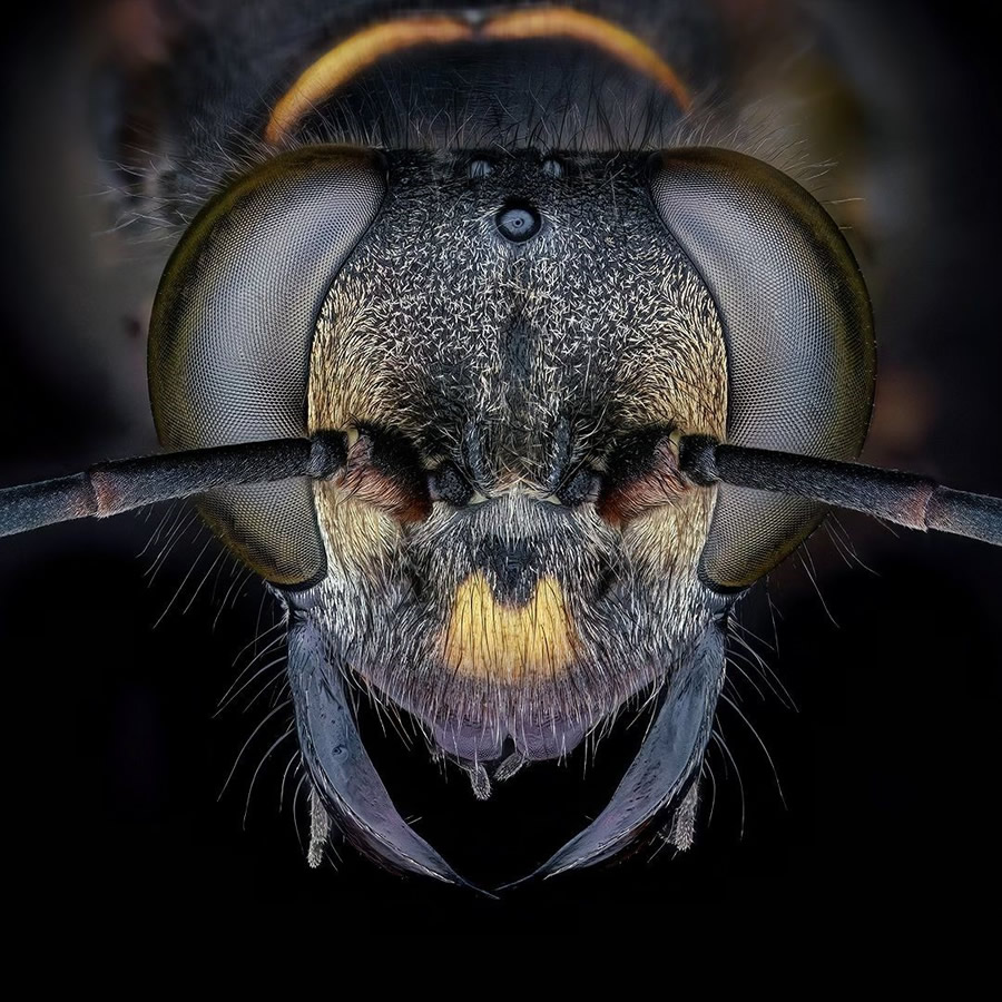 Insects Macro Photography By Thorben Danke