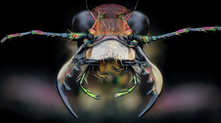 Insects Macro Photography By Thorben Danke