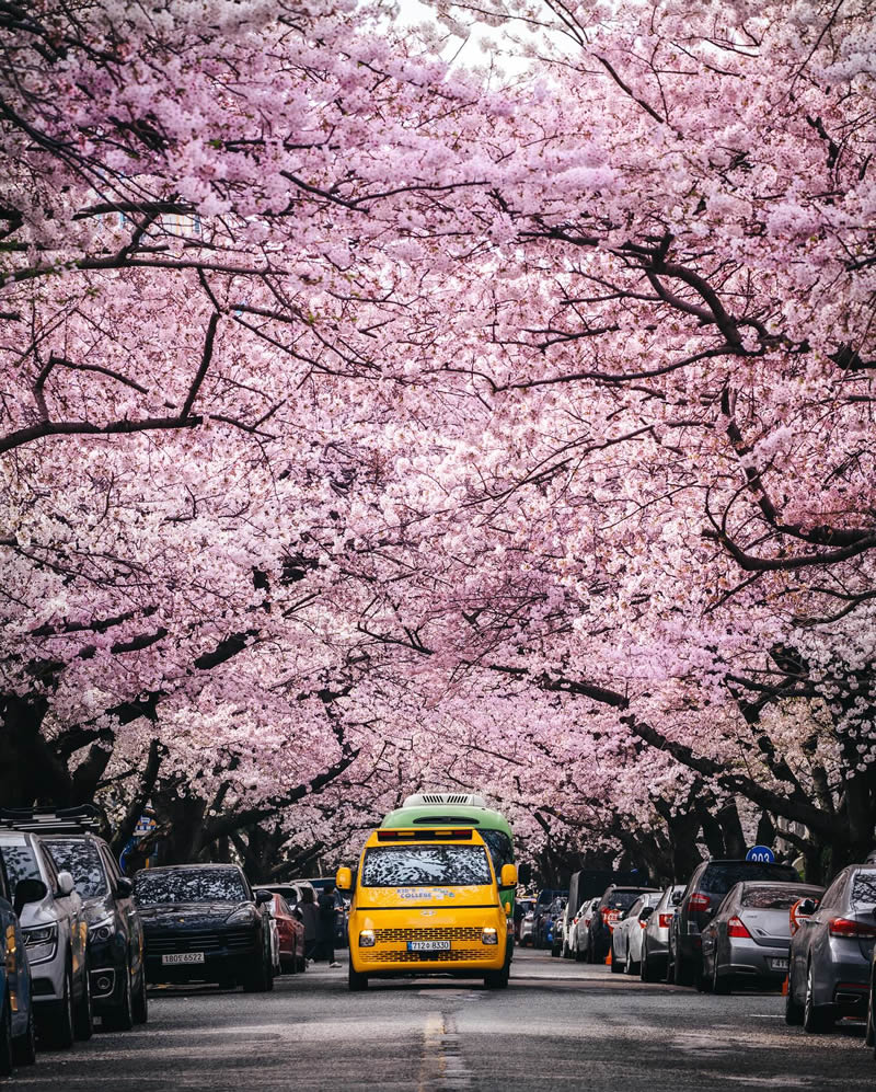 Cherry Blossoms In Japan By Ryosuke Kosuge