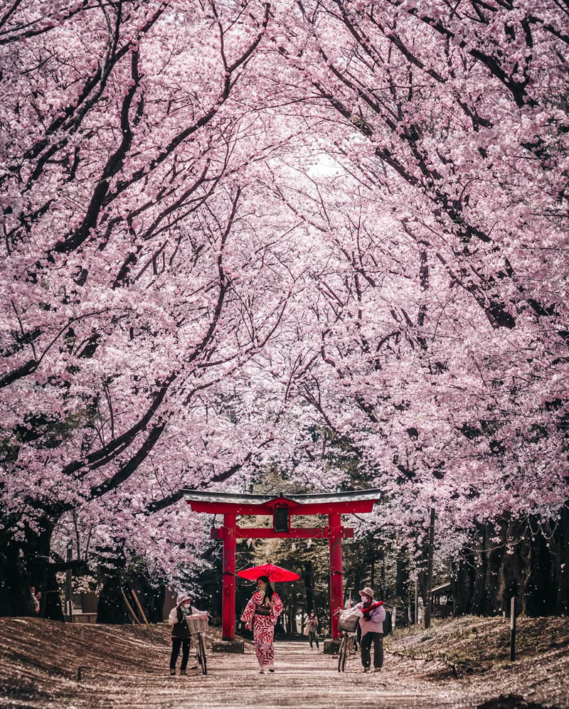 Cherry Blossoms In Japan By Ryosuke Kosuge