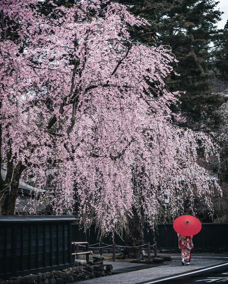 Cherry Blossoms In Japan By Ryosuke Kosuge