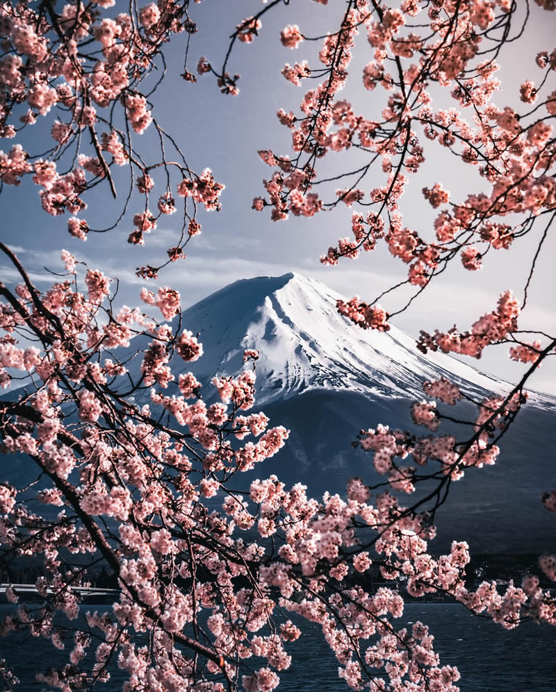 Cherry Blossoms In Japan By Ryosuke Kosuge