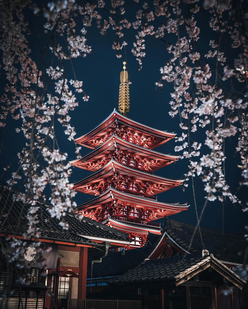 Cherry Blossoms In Japan By Ryosuke Kosuge