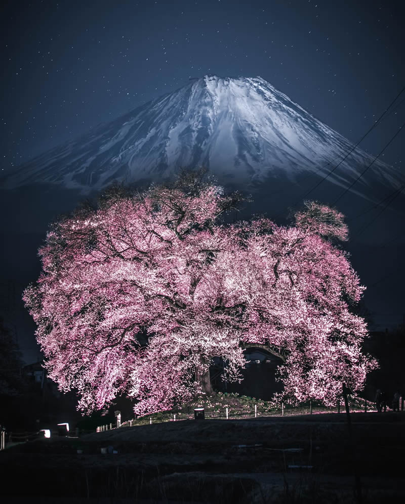 Cherry Blossoms In Japan By Ryosuke Kosuge