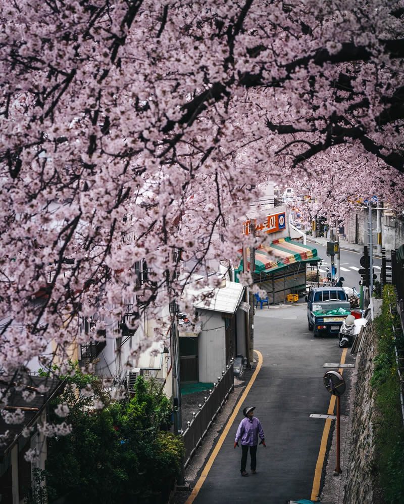 Cherry Blossoms In Japan By Ryosuke Kosuge